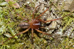 Desidae