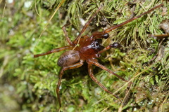 Desidae