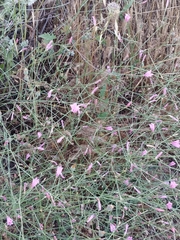 Convolvulus dorycnium