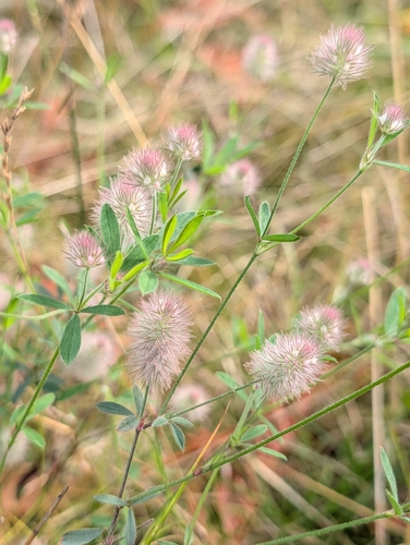 Trifolium arvense observed 2026-10-24