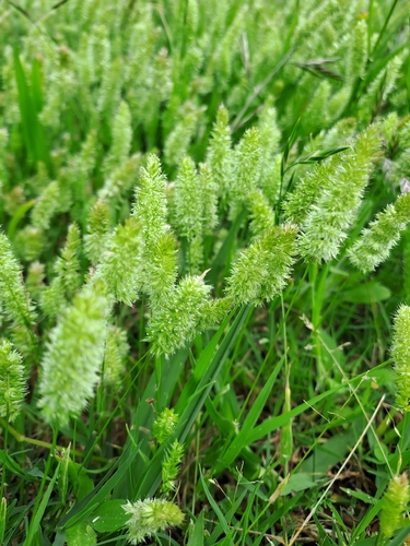 Rostraria cristata observed 2026-10-24