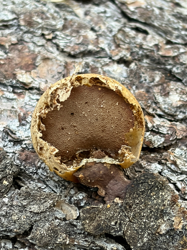 Cryptoporus volvatus observed 2026-10-24