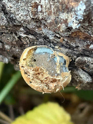 Cryptoporus volvatus observed 2026-10-24