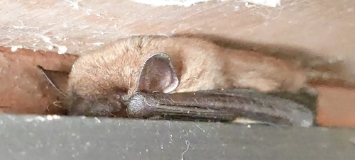 Eptesicus fuscus observed 2026-10-24