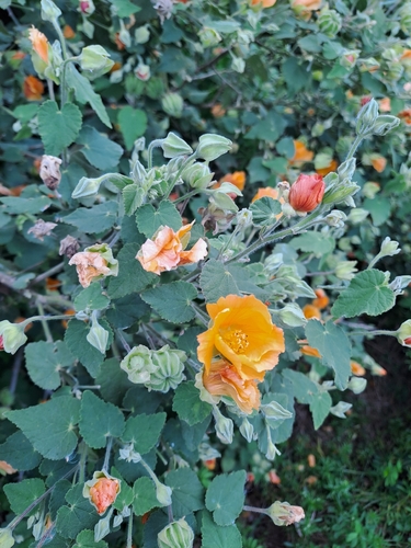 Abutilon grandifolium observed 2026-10-24
