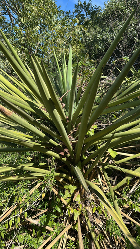 Spanish dagger
