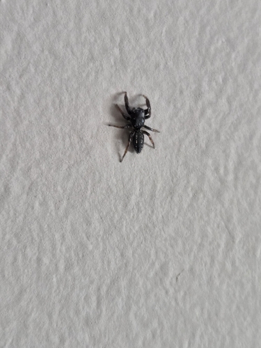 Ribbon Jumping Spider