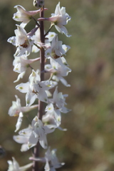 Delphinium gypsophilum