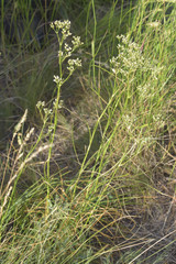 Eremogone longifolia