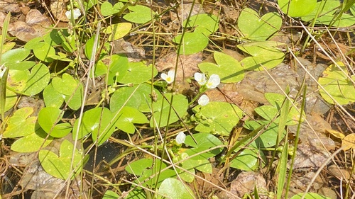 Sagittaria guayanensis observed 2026-10-14