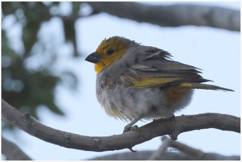 Citron-headed Yellow-Finch