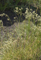 Eremogone longifolia