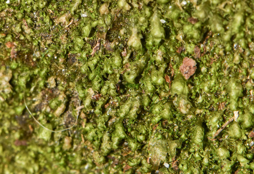 Scapania umbrosa, 2026-08-22