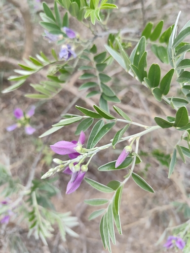 Mundulea, 2026-10-24
