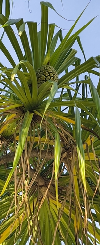 Pandanus tectorius observed 2026-10-24