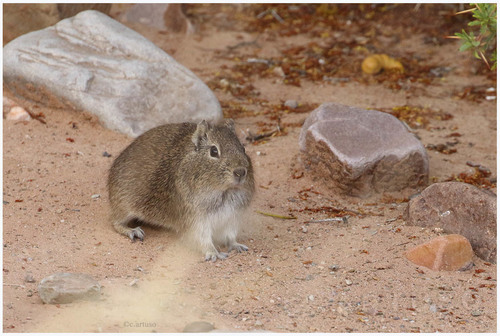 Montane Guinea Pig
