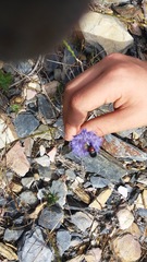 Podagrica fuscicornis