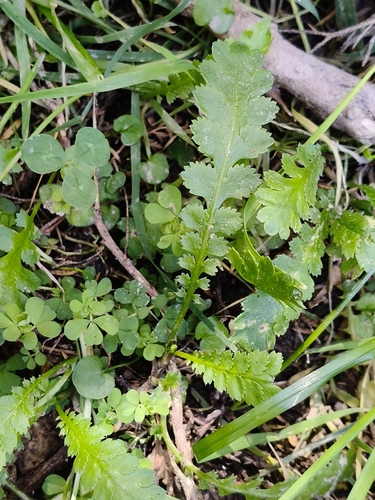 Leptinella dioica observed 2026-10-24