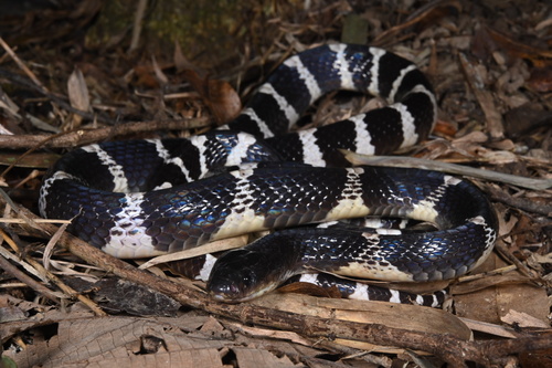 Bungarus candidus observed 2026-10-25