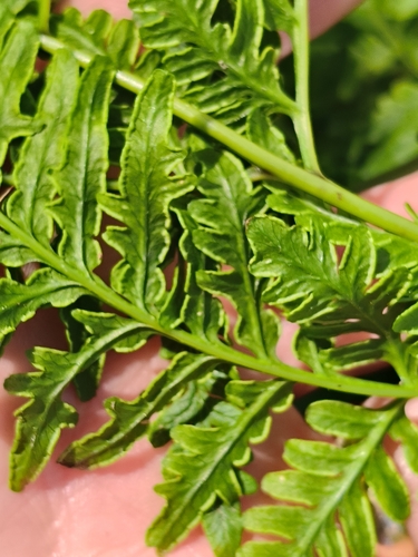 Pteris tremula observed 2026-10-24