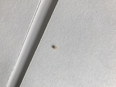 Aleimma loeflingiana