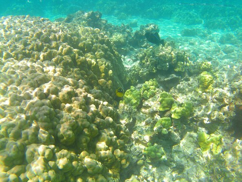 Chaetodon quadrimaculatus observed 2026-10-15