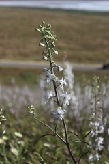 Delphinium gypsophilum
