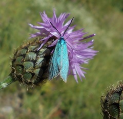 Jordanita globulariae