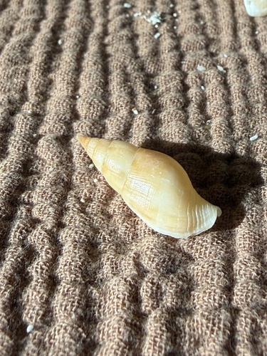 Pisania ignea observed 2026-10-24