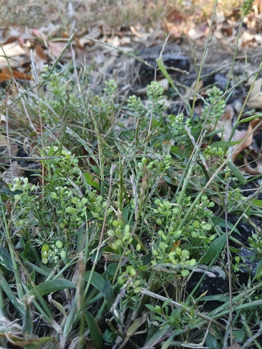 Lepidium virginicum observed 2026-10-24