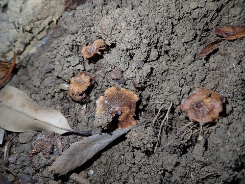 Coltricia cinnamomea observed 2026-10-24