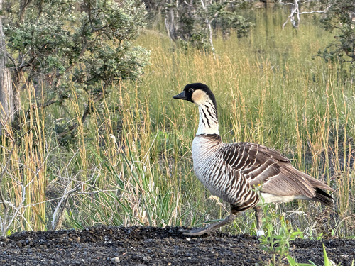 Branta sandvicensis observed 2026-10-24