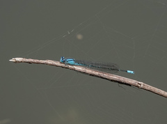 Pseudagrion australasiae
