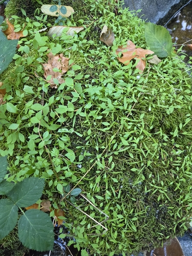 Claytonia perfoliata observed 2026-10-24