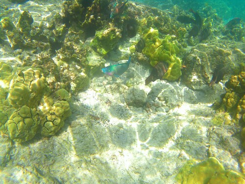 Scarus psittacus observed 2026-10-15