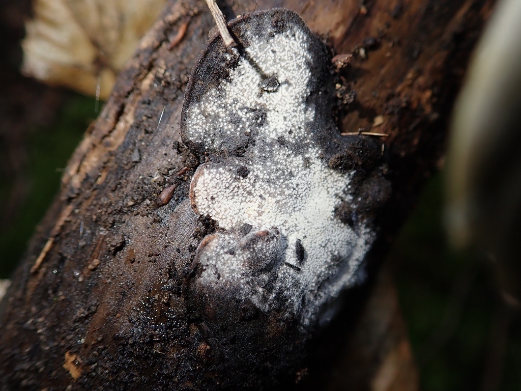 Protocrea farinosa