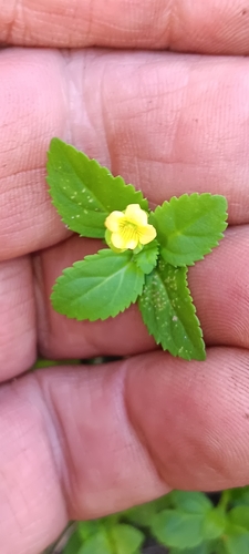 Mecardonia procumbens observed 2026-10-24