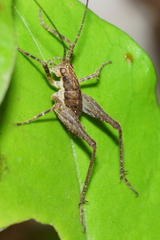 Talitropsis