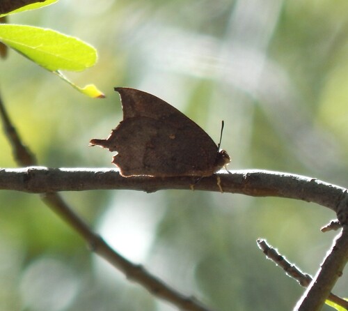 Anaea, 2026-10-23