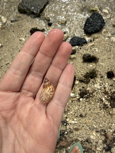Littorina scabra observed 2026-10-20