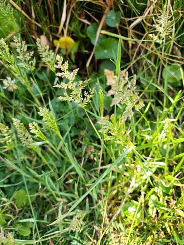 Cola de ardilla eurasiática