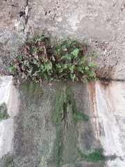 Adiantum capillus-veneris