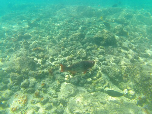 Scarus rubroviolaceus observed 2026-10-15