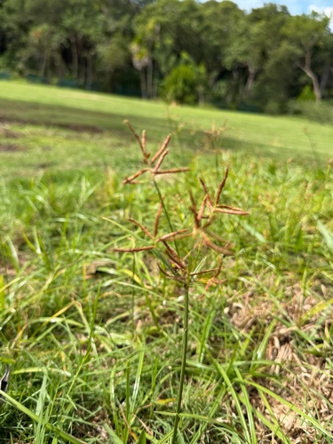 Cyperus rotundus observed 2026-10-24