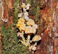 Neobarya agaricicola