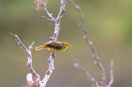 Setophaga petechia aureola