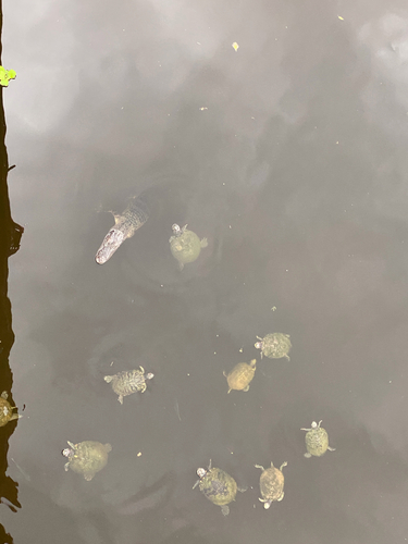 Spiny Softshell