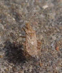 Aufeius impressicollis