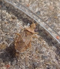 Aufeius impressicollis