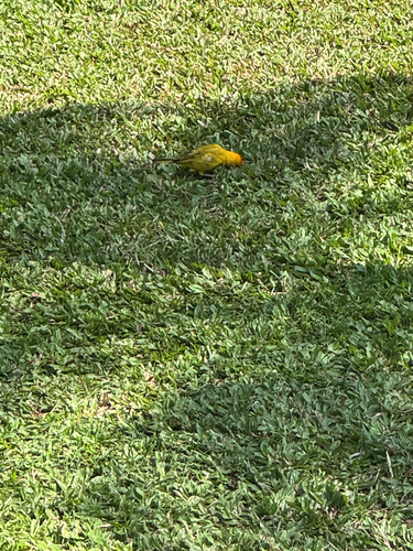Sicalis flaveola observed 2026-10-16